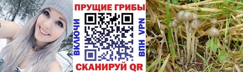 Галлюциногенные грибы Cubensis  Клин 